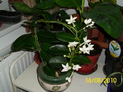 DSCI0026.JPG