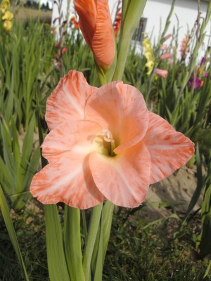 BILD0541.JPG
