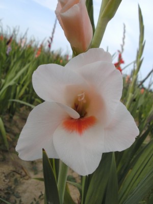 BILD0538.JPG