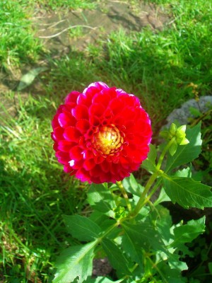 100D0350.JPG