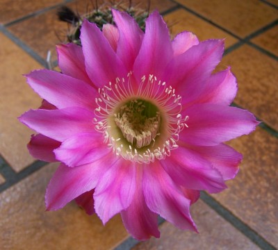 sandra_1024_922.jpg