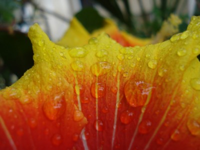 Wassertropfen_auf_Hibi.JPG