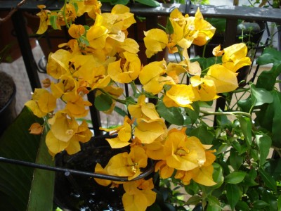 Bougainvillea_orange.JPG
