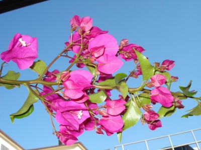 Bougainvillea_1.JPG