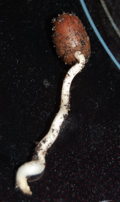 Phoenix canariensis.jpg