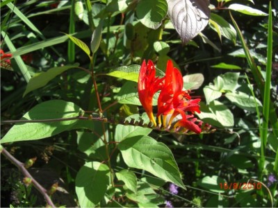 rote-Blume.jpg