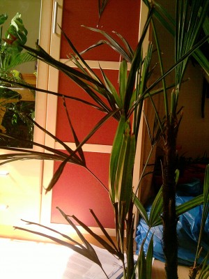 P180810_15.11_[02].jpg