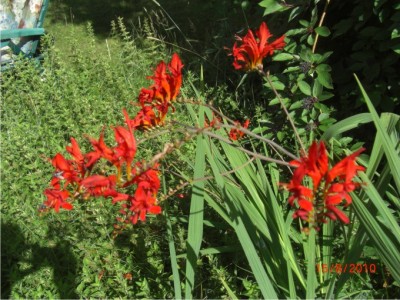 rote-Blume2.jpg