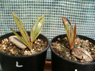 Latania loddigesii.JPG
