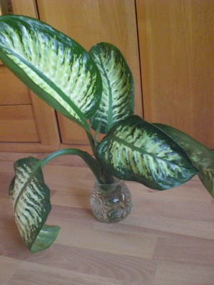CIMG1708 Dieffenbachia.JPG
