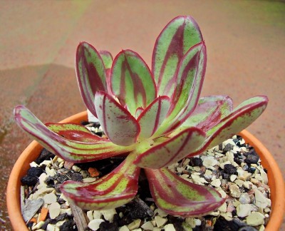 Echeveria nodulosa (2)_ji.jpg