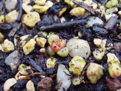 Echeveria purpusorum x leucotricha (2)_ji.jpg