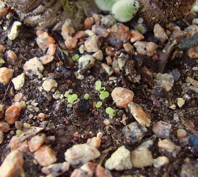 Echeveria leucotricha x purpusorum_ji.jpg