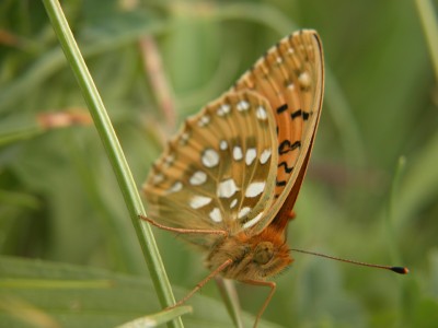 Grosser-Perlmutterfalter-2.JPG