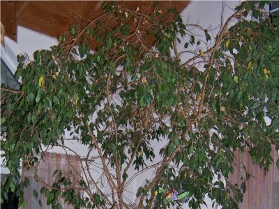 Ficus Krone.jpg