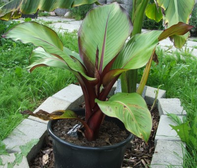 Ensete maurelli 19.08.10a.JPG