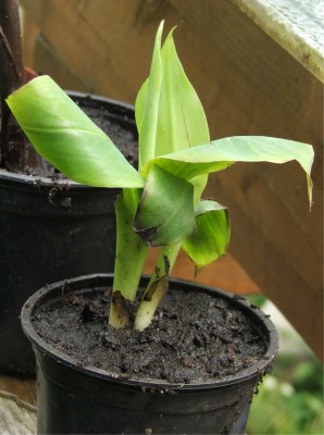 Musa acuminata.jpg