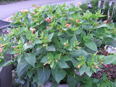 Wunderblume 19.08.10.JPG