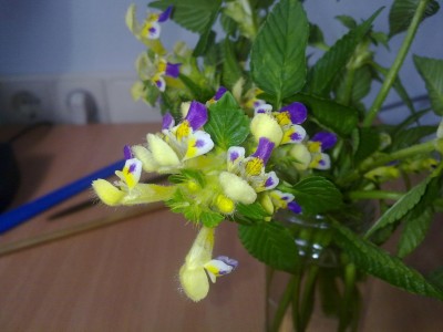 Blume 1.jpg