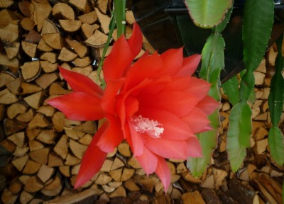 Epi orange blühend.JPG