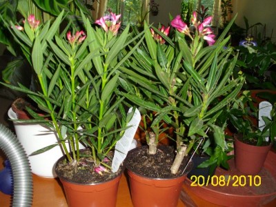 DSCI0021.JPG