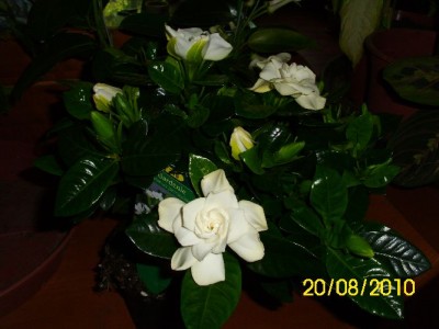 DSCI0017.JPG
