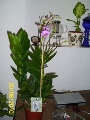 DSCI0012.JPG