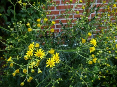 Gelbblühende Pflanze im Vorgarten · Pflanzenbestimmung & Pflanzensuche