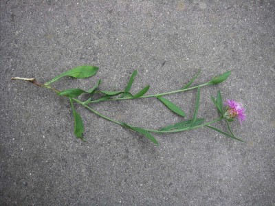 Bild2.jpg