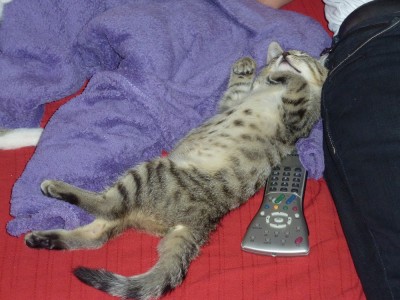 Kätzchen Hermine.jpg