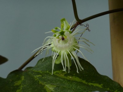 Passiflora_tricuspitata1.jpg