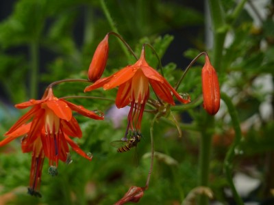 Bessera elegans175.jpg