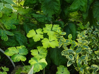 Aquilegia vulgaris Woodside variegata panagierte Akelei by Robert Höck.jpg