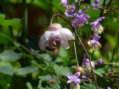Anemonopsis macrophylla mit Honigbiene.jpg