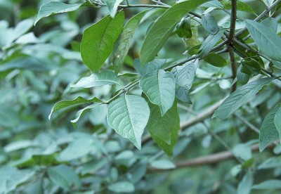 baum1b.jpg