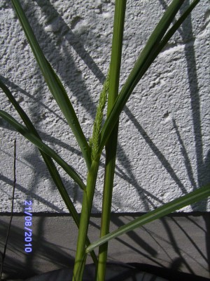 gras 3.JPG