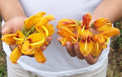 Mucuna pruriens oder rostrata 2.jpg