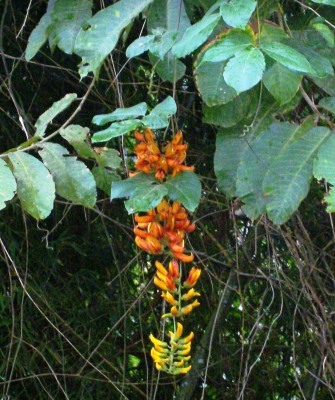 Mucuna pruriens oder rostrata 1.jpg