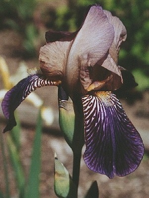 iris_squalens.jpg
