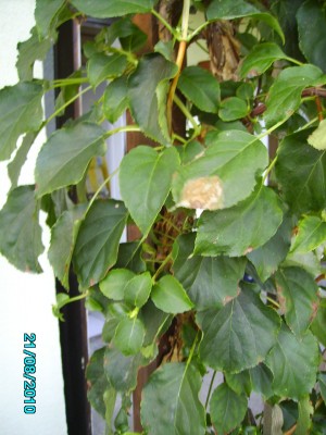 Karin's Garten 013.jpg