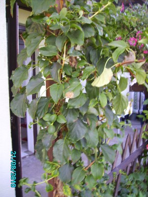 Karin's Garten 011.jpg