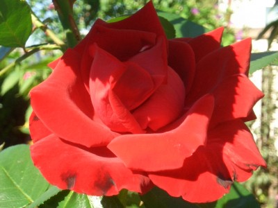 Rose.JPG