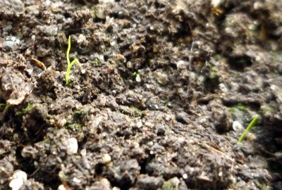 dioscorea_e_2.jpg