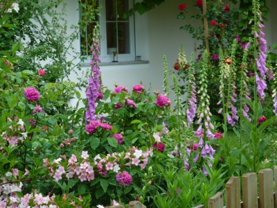 Digitalis_Rosa_Rose_de_resht_Strauchrose_Duftrose1.jpg