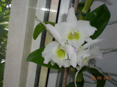 Dendrobium nobile.jpg