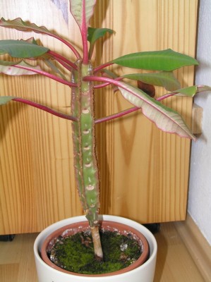 Blume.jpg