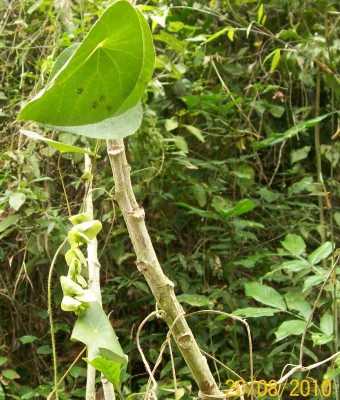 Unbekannte von Ecuador, Ranker 5, 2010.08.20. B.jpg