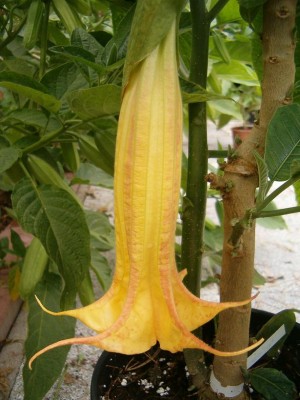 SuperSpot 22.08..JPG