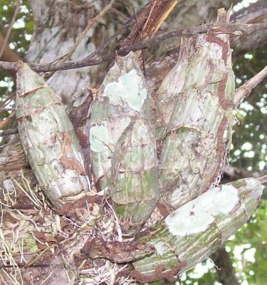 Unbekannte Pflanze 10, Bromelia vielleicht 3B.jpg