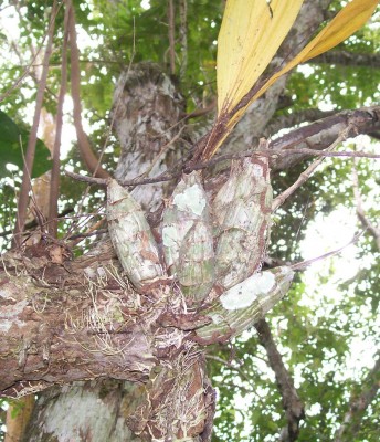 Unbekannte Pflanze 10, Bromelia vielleicht 3.jpg